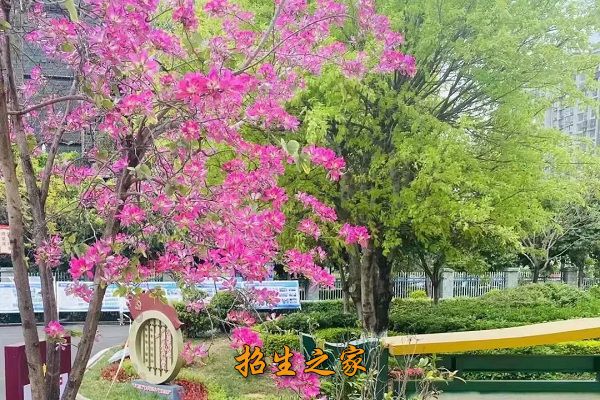 西昌交通学校相册图集